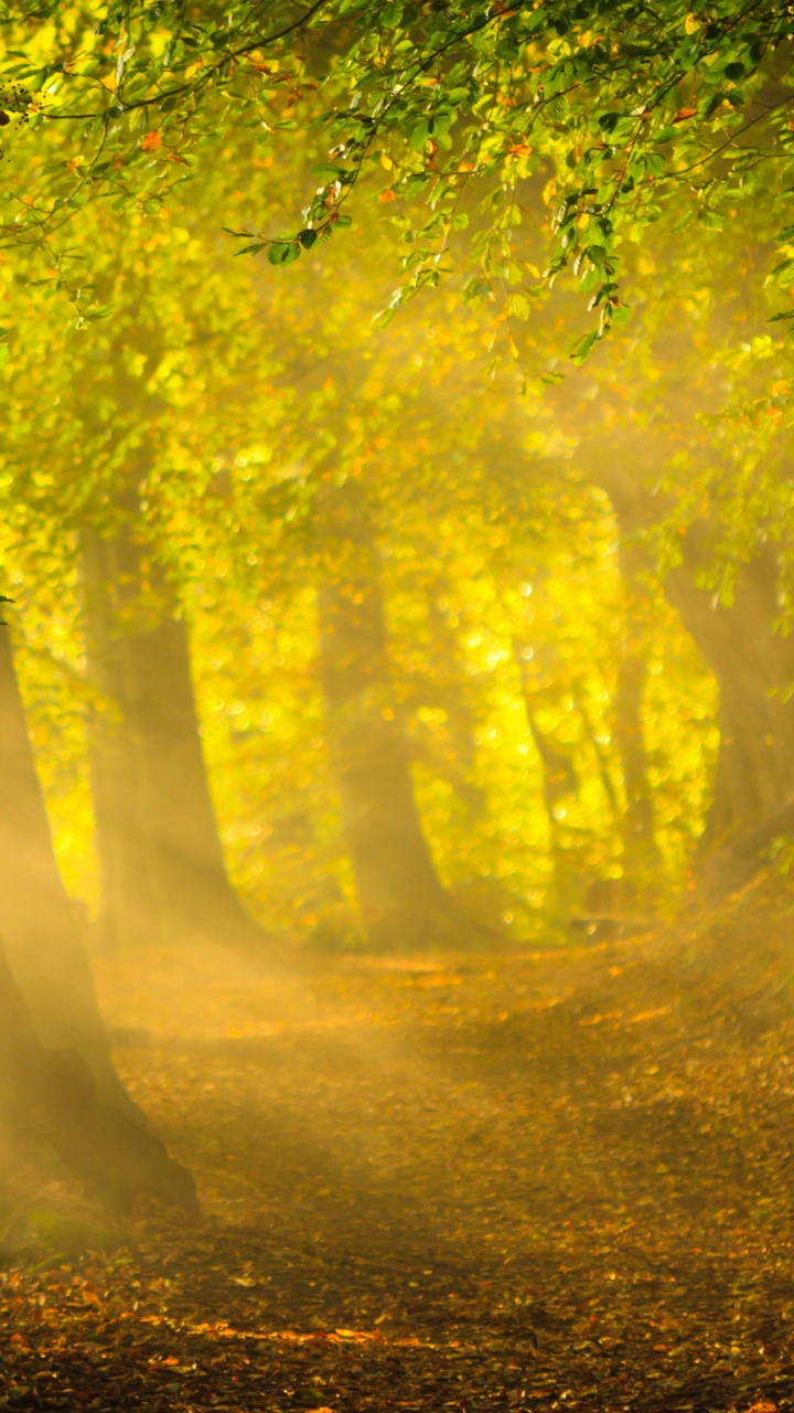 Обои солнечный свет, природа, желтый, растительность, дерево в разрешении 720x1280