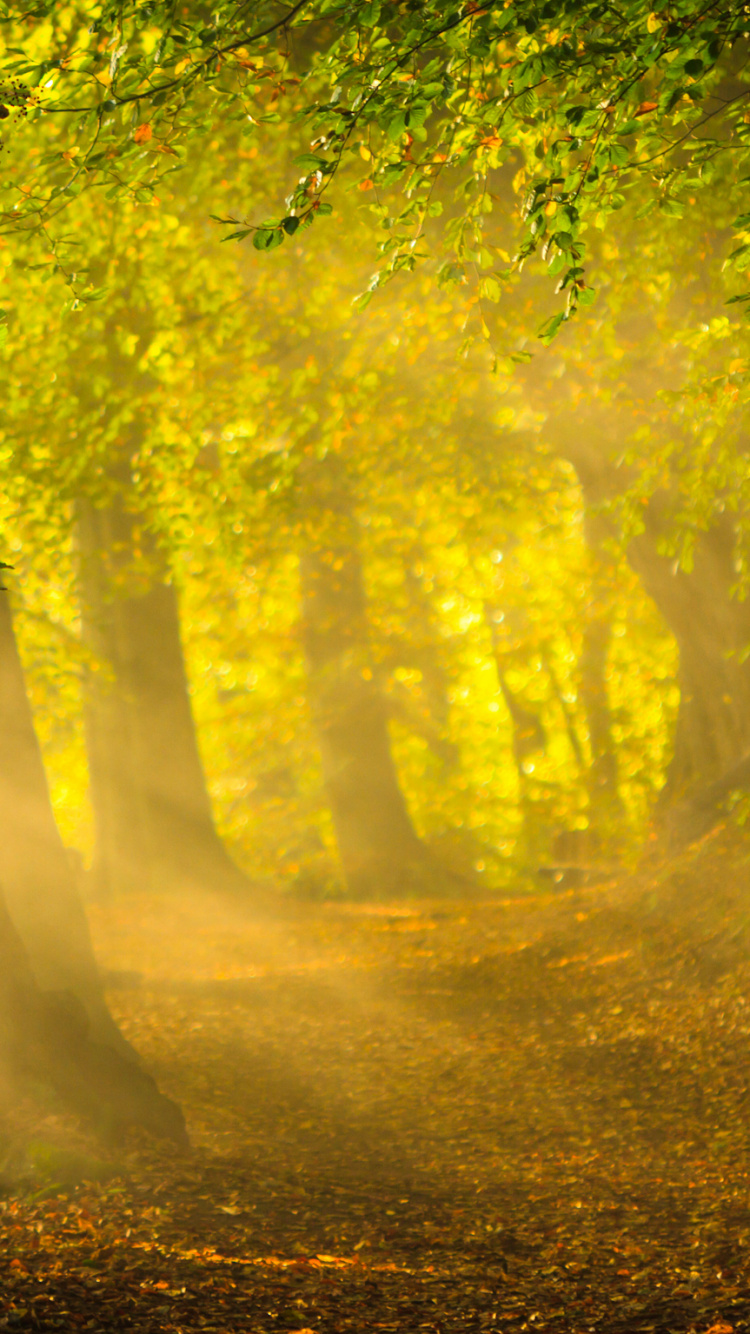 Обои солнечный свет, природа, желтый, растительность, дерево в разрешении 750x1334
