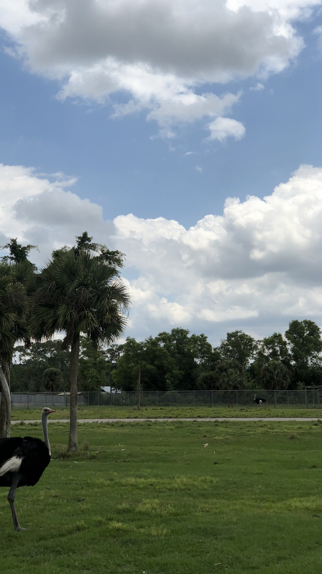 Обои общие страуса, облако, птица, равнина, природный ландшафт в разрешении 1080x1920