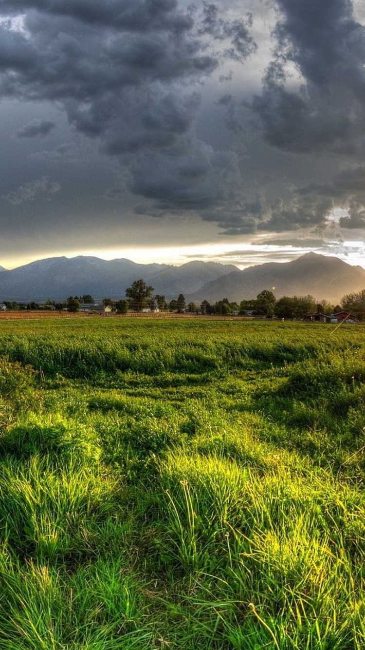 Обои луг, растительность, природа, сенокосное угодье, облако в разрешении 750x1334