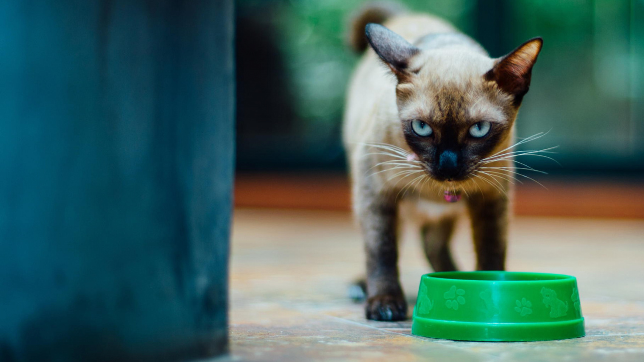 Обои сиамская кошка, котенок, кот, бурманская кошка, мордочка в разрешении 1280x720