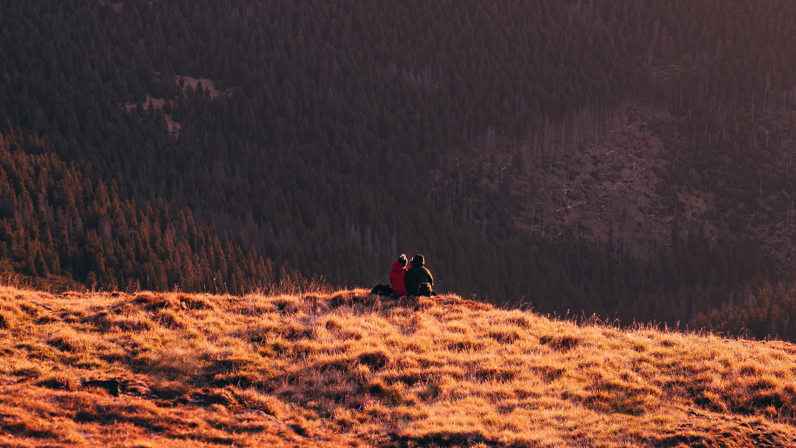 Обои сумрак, дикая местность, национальный парк, небо, дерево в разрешении 2560x1440