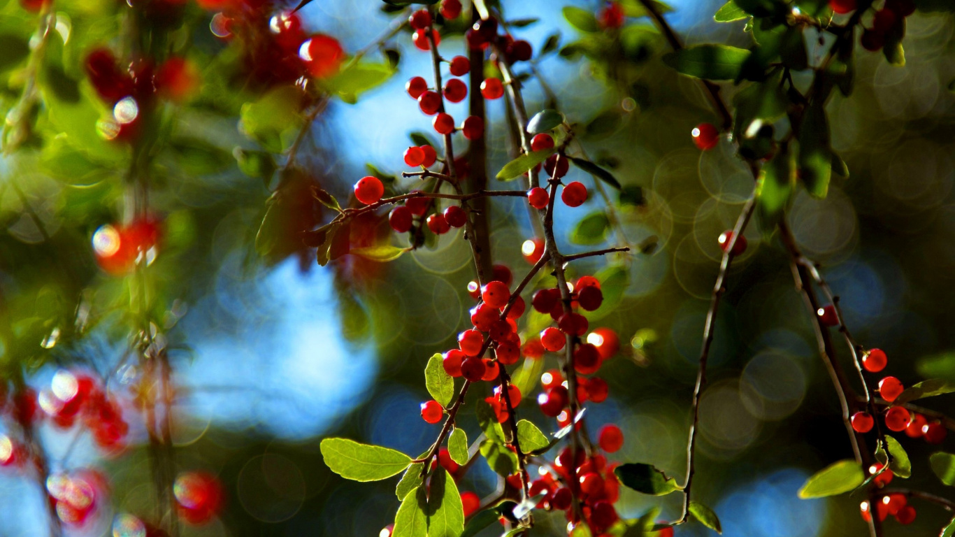 Обои дерево, растение, ягоды, фрукты, ветвь в разрешении 1366x768