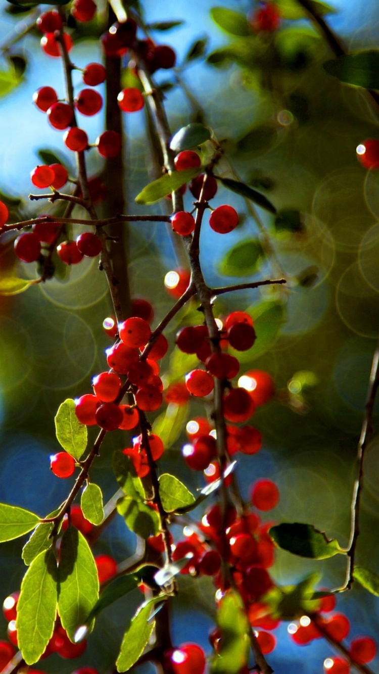 Обои дерево, растение, ягоды, фрукты, ветвь в разрешении 750x1334