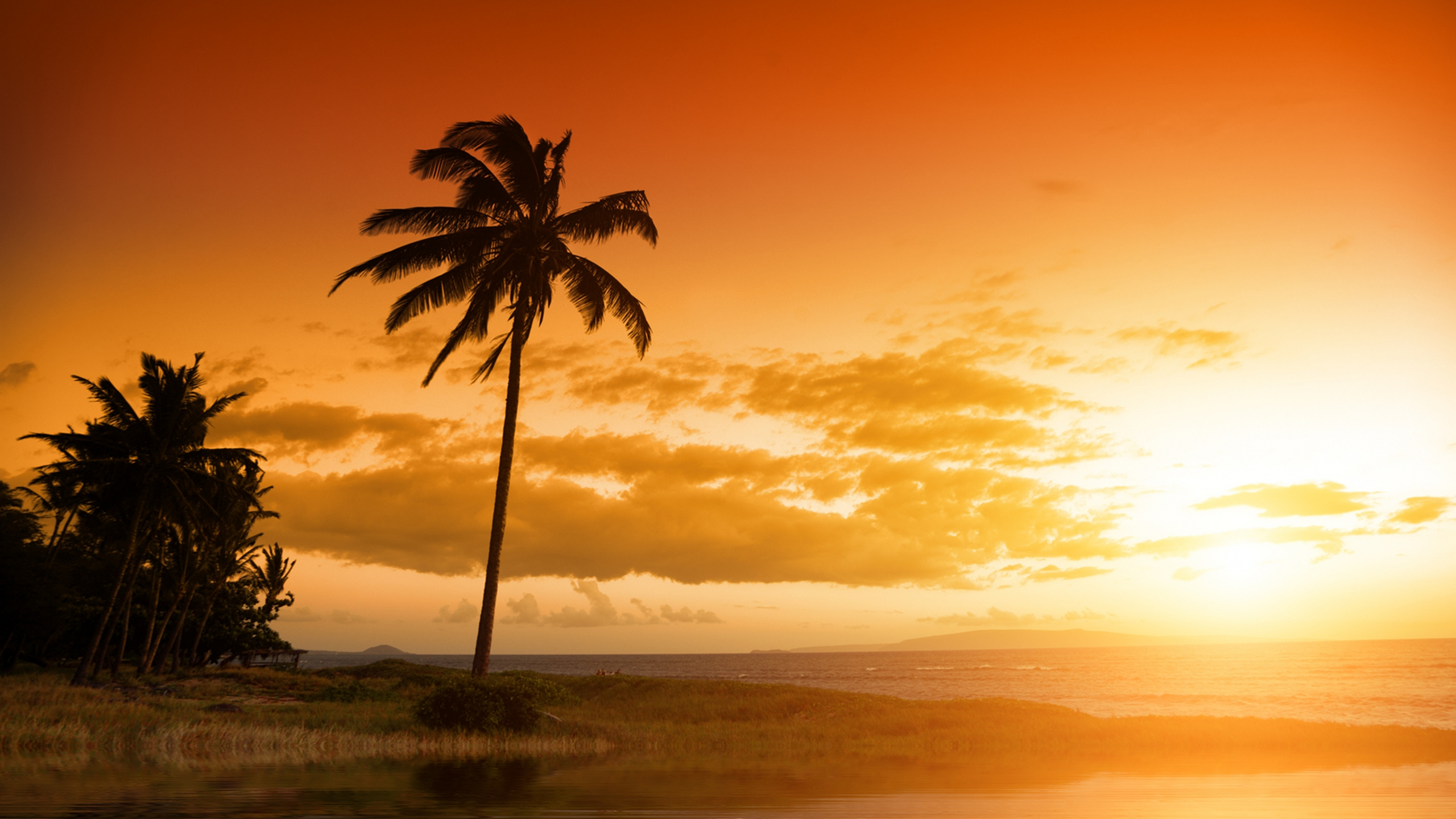 Обои закат, дерево, Пальма, восход солнца, утро в разрешении 2560x1440