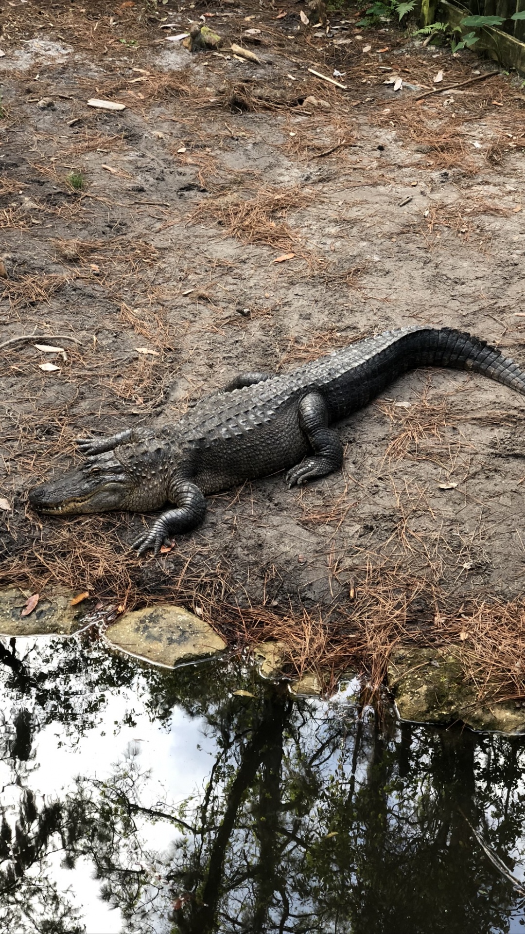 Обои американский Аллигатор, крокодилы, пресмыкающееся, масштабных рептилий, наземные животные в разрешении 1080x1920