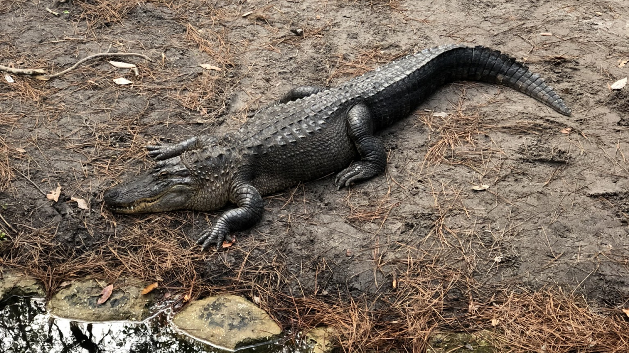 Обои американский Аллигатор, крокодилы, пресмыкающееся, масштабных рептилий, наземные животные в разрешении 1280x720