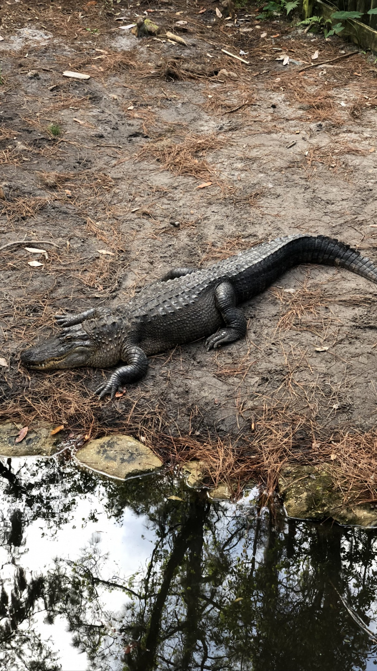 Обои американский Аллигатор, крокодилы, пресмыкающееся, масштабных рептилий, наземные животные в разрешении 750x1334