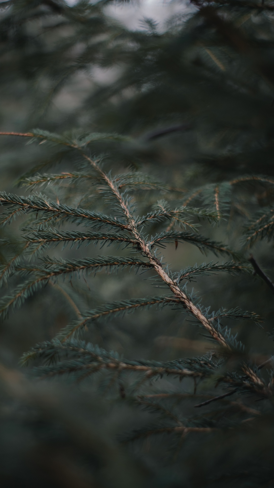 Обои елово пихтовые леса, мороз, небо, сосна, семейства сосновых в разрешении 1080x1920