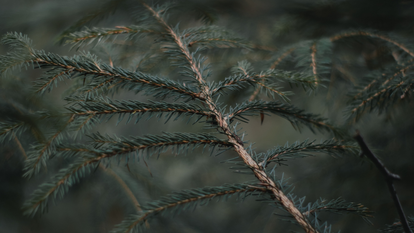 Обои елово пихтовые леса, мороз, небо, сосна, семейства сосновых в разрешении 1366x768