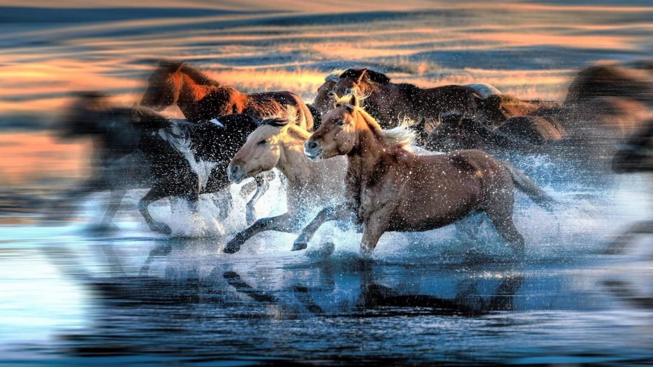 Обои Мустанг, живая природа, конь, Мустанг лошадь, вода в разрешении 1280x720