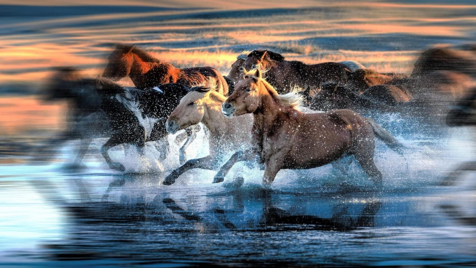 Обои Мустанг, живая природа, конь, Мустанг лошадь, вода в разрешении 1920x1080