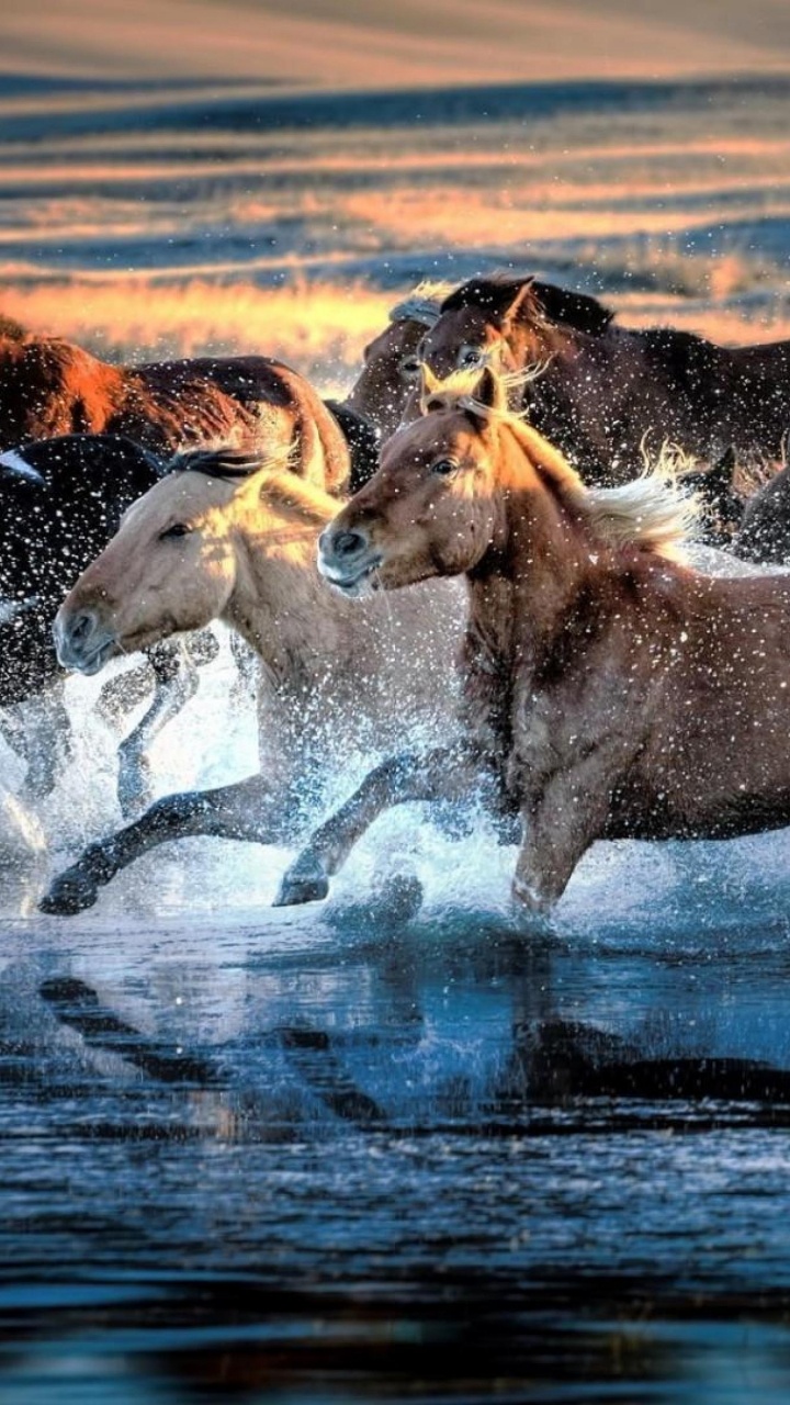 Обои Мустанг, живая природа, конь, Мустанг лошадь, вода в разрешении 720x1280
