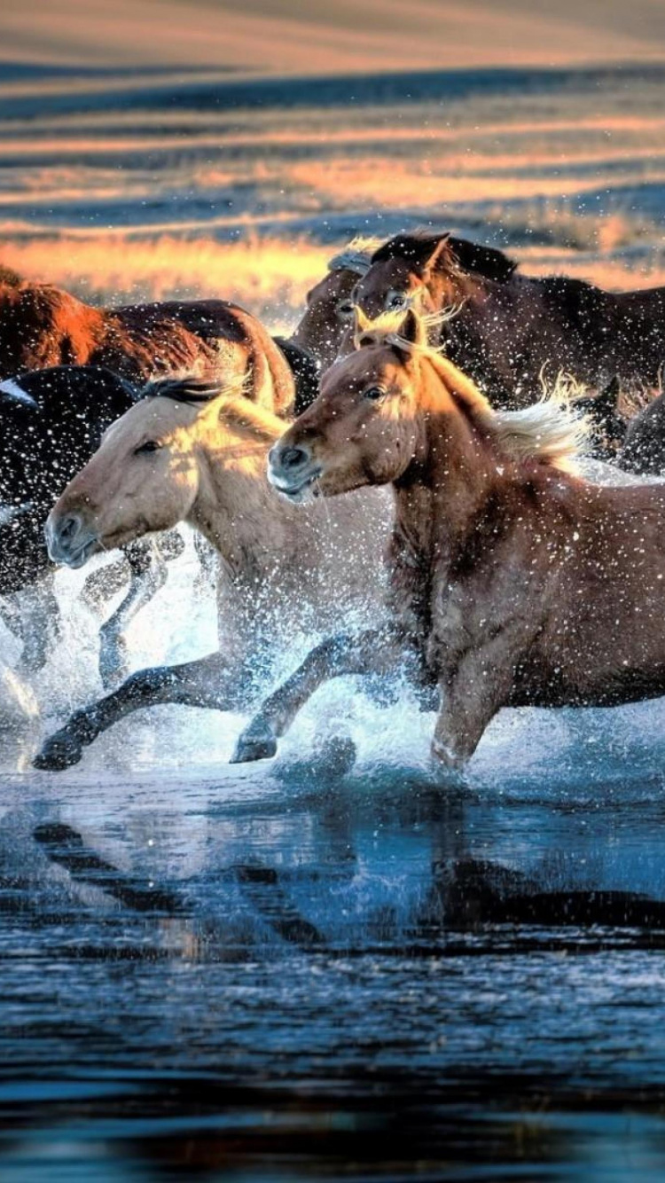 Обои Мустанг, живая природа, конь, Мустанг лошадь, вода в разрешении 750x1334