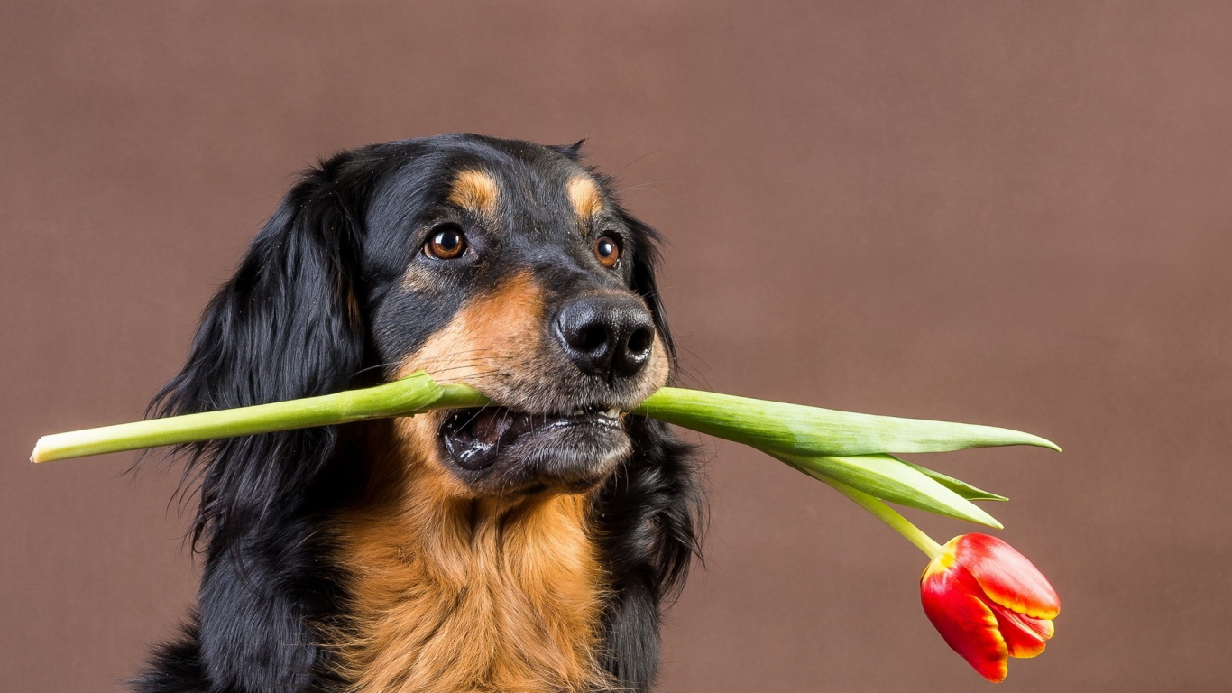 Обои собака породы, собака компаньон, австрийская гладкошерстная гончая, собака, собаки в разрешении 1366x768