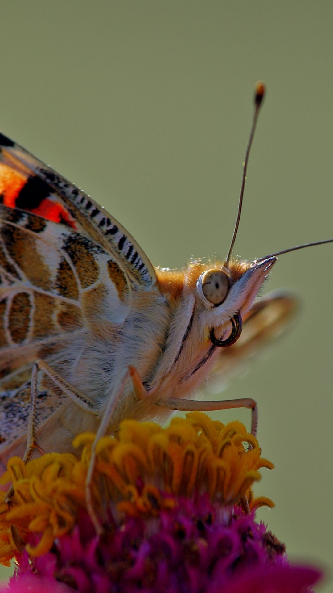 Обои насекомое, репейница, мотыльки и бабочки, бабочка, беспозвоночных в разрешении 1080x1920