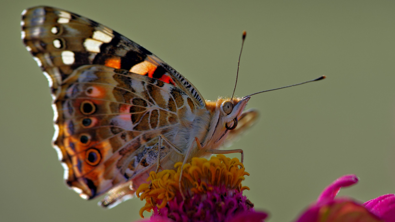Обои насекомое, репейница, мотыльки и бабочки, бабочка, беспозвоночных в разрешении 1366x768