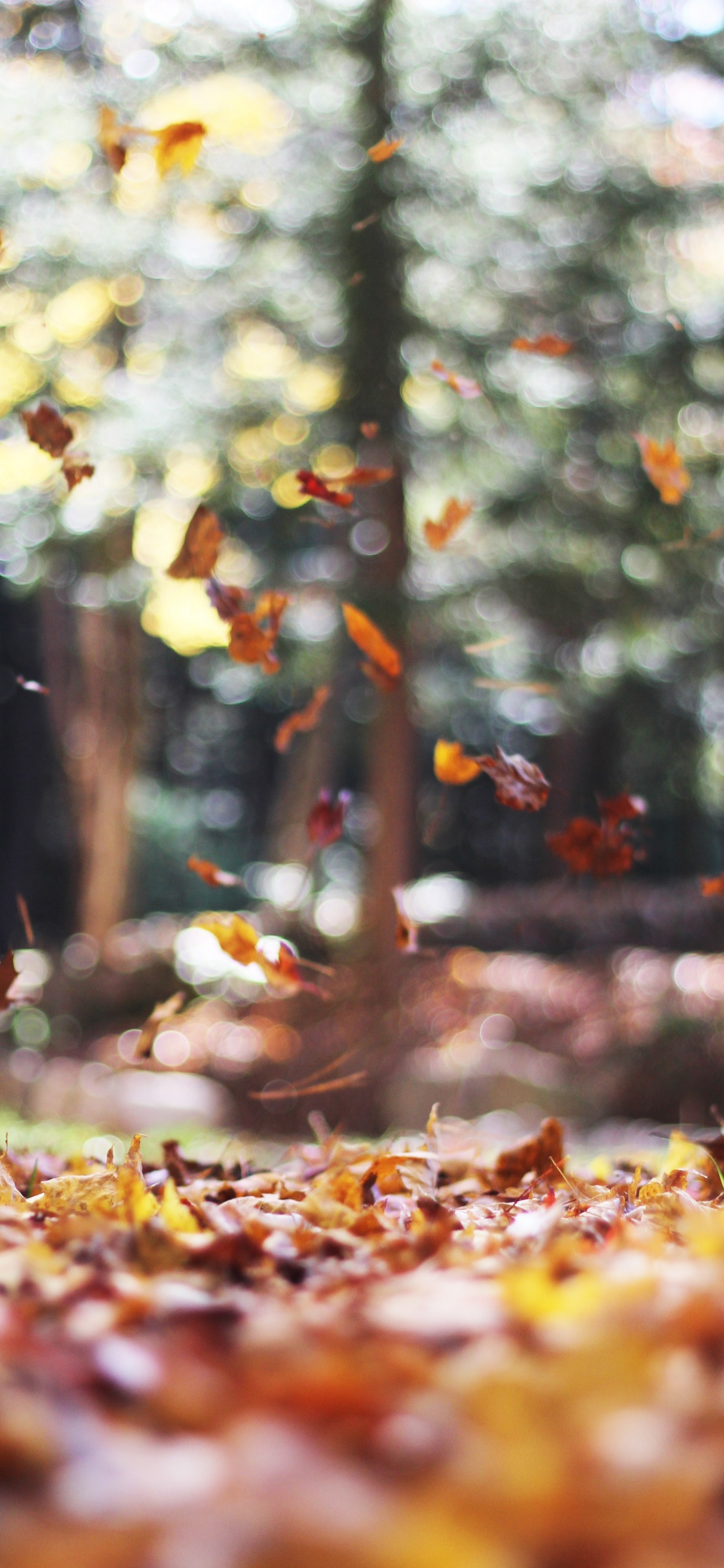 Обои осень, iOS 14, ios, лист, растение в разрешении 1125x2436