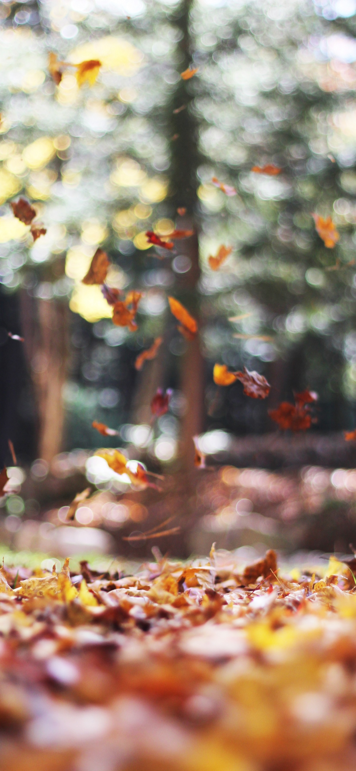 Обои осень, iOS 14, ios, лист, растение в разрешении 1242x2688