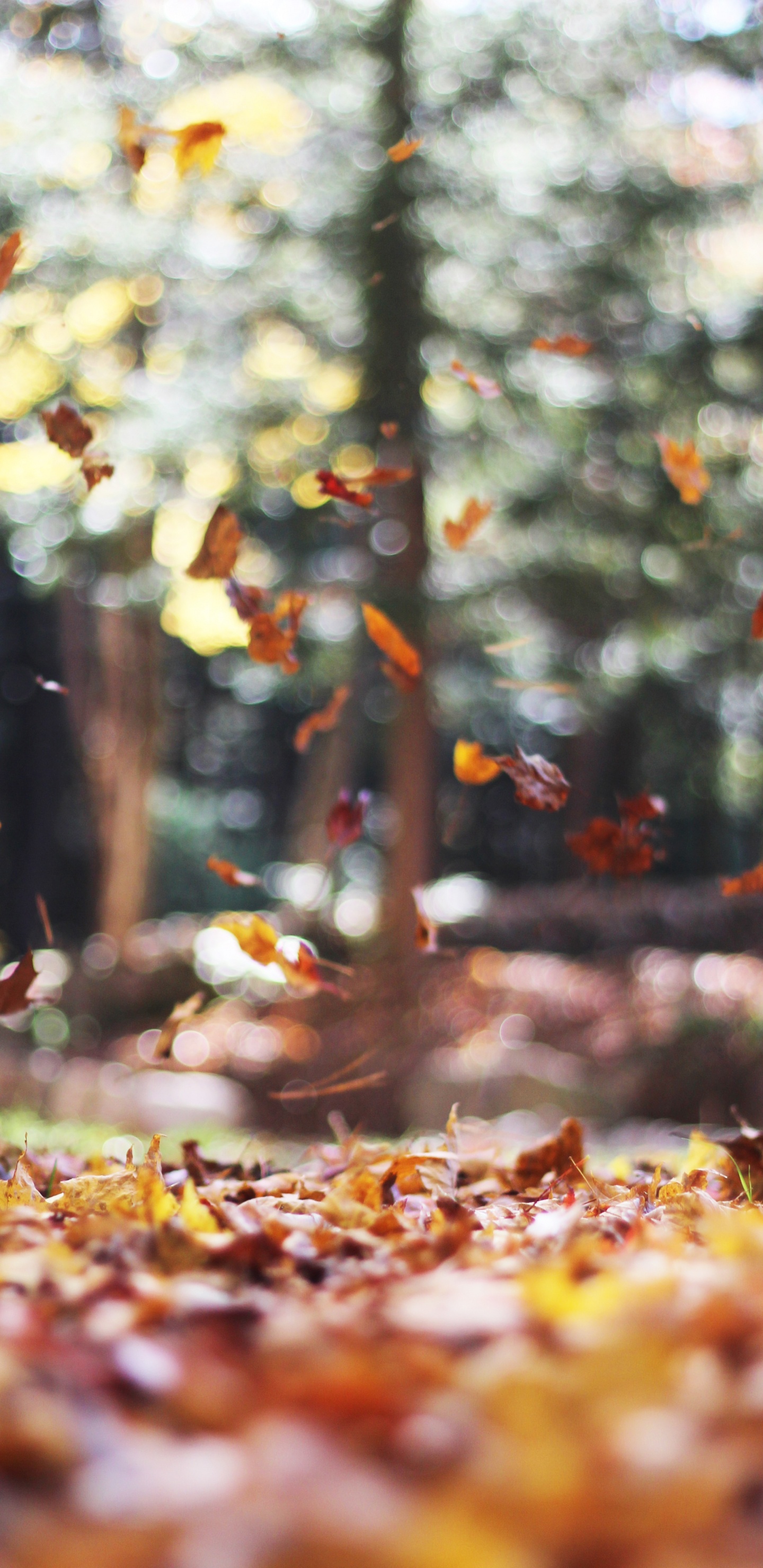 Обои осень, iOS 14, ios, лист, растение в разрешении 1440x2960