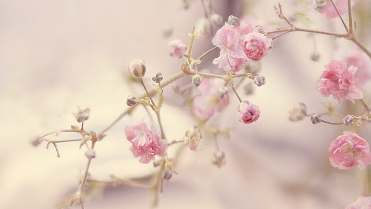 Обои цветок, розовые цветы, Роза, розовый, расцвет в разрешении 1280x720