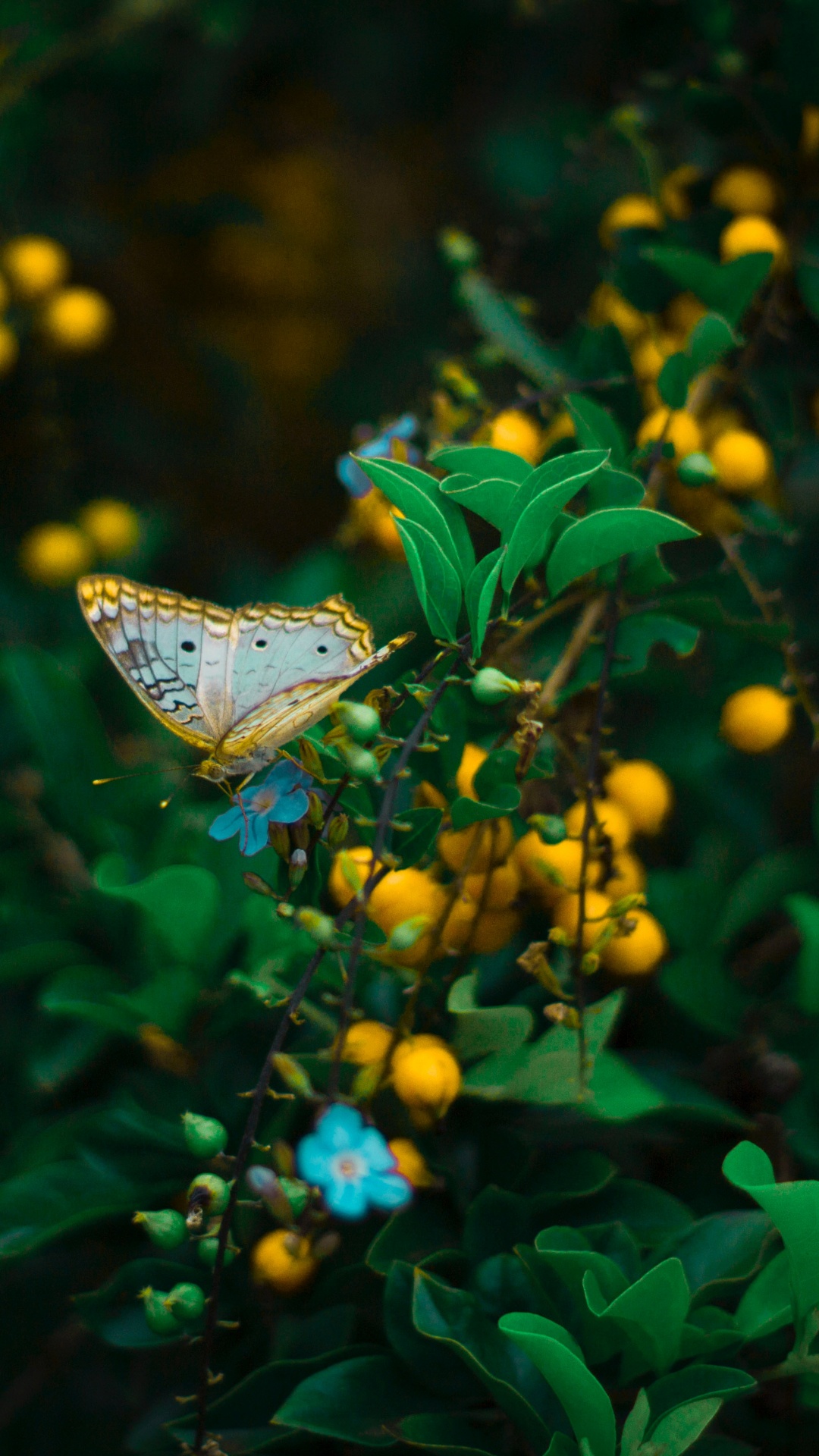 Обои Синтия подрода, бабочка, зеленый, насекомое, лист в разрешении 1080x1920