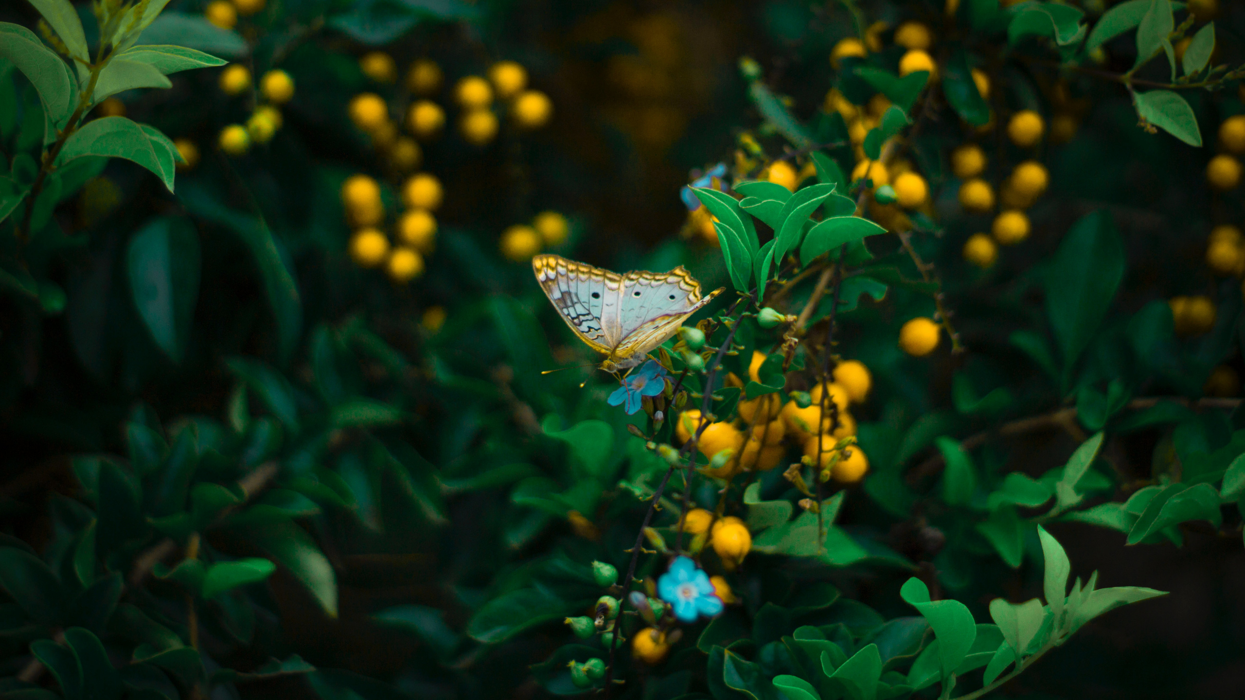 Обои Синтия подрода, бабочка, зеленый, насекомое, лист в разрешении 2560x1440