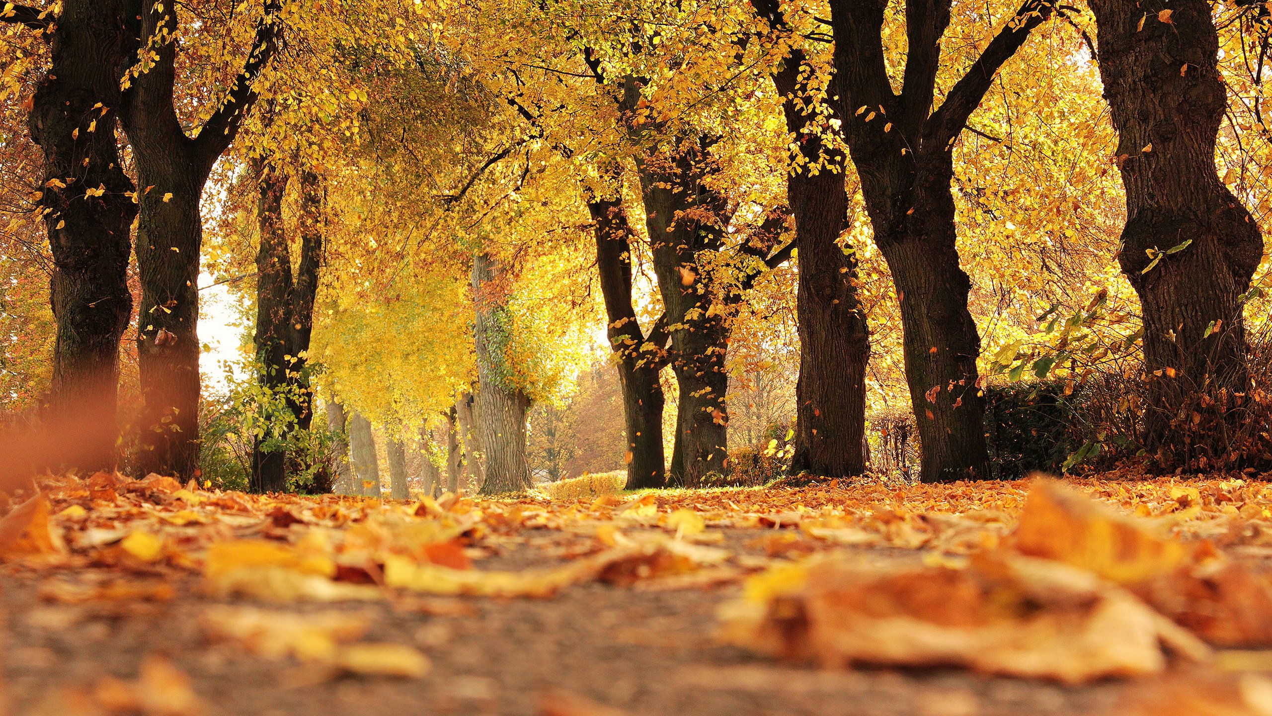 Обои осень, дерево, природа, листопадные, лист в разрешении 2560x1440