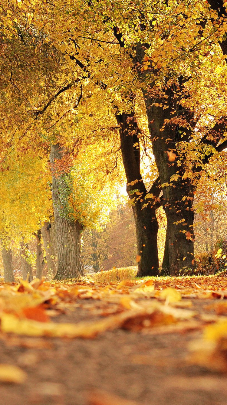 Обои осень, дерево, природа, листопадные, лист в разрешении 750x1334