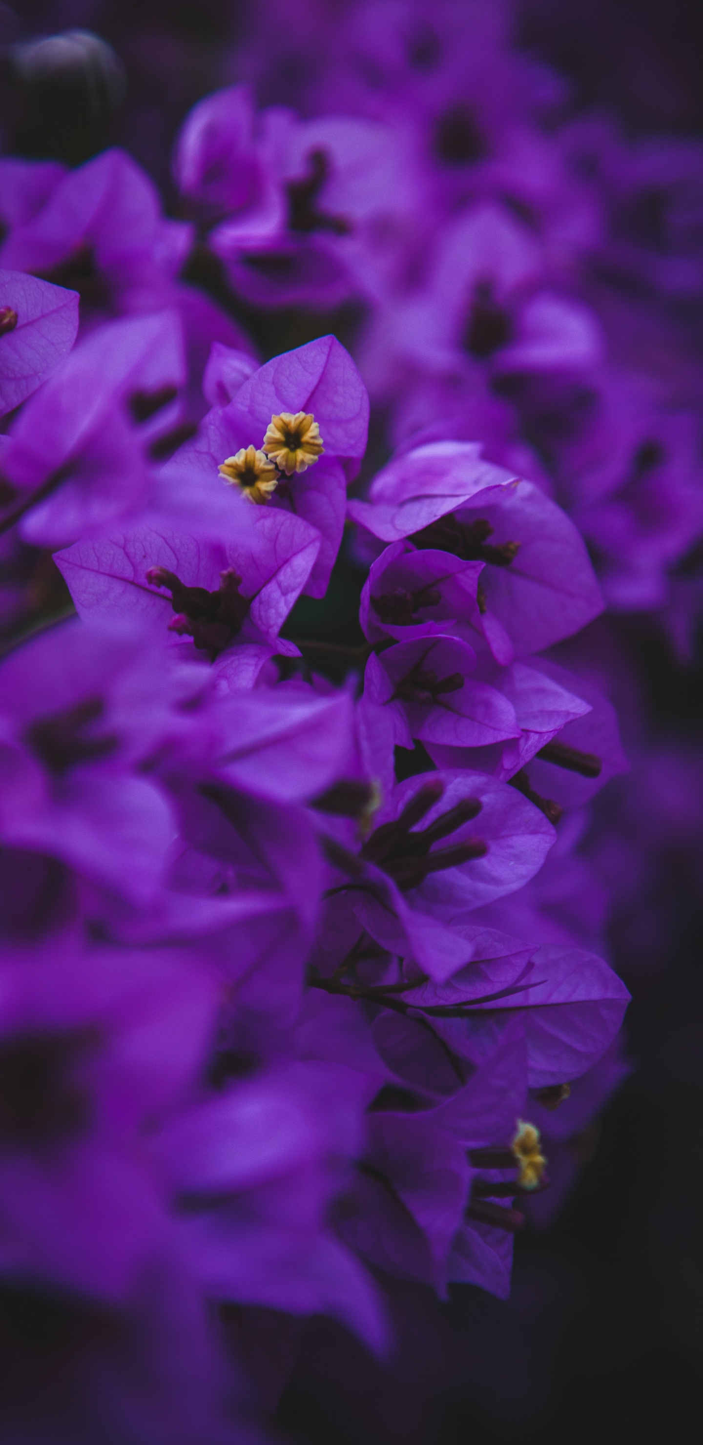 Обои цветок, цветковое растение, Фиолетовый, пурпур, лаванда в разрешении 1440x2960