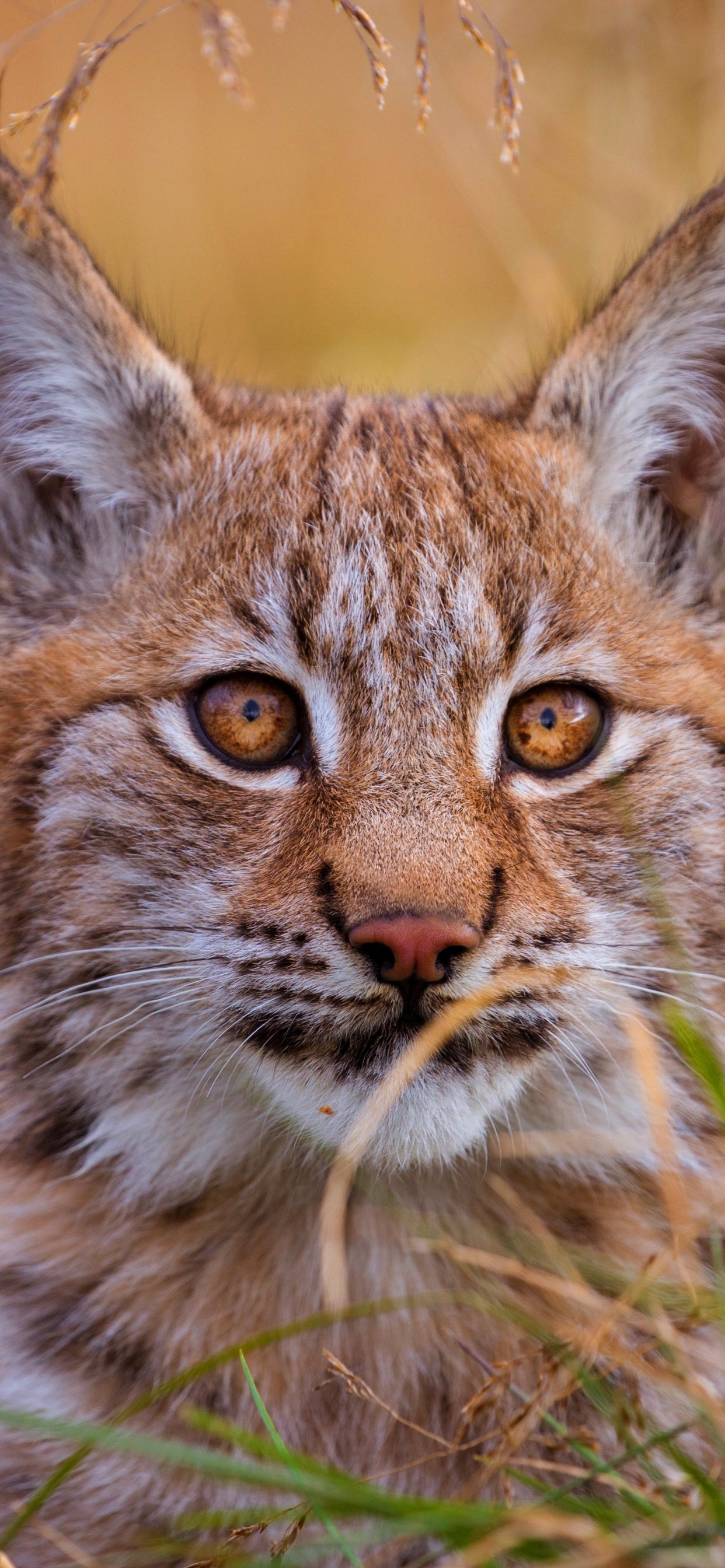 Обои кот, Дикая кошка, большая кошка, бакенбарды, живая природа в разрешении 1242x2688