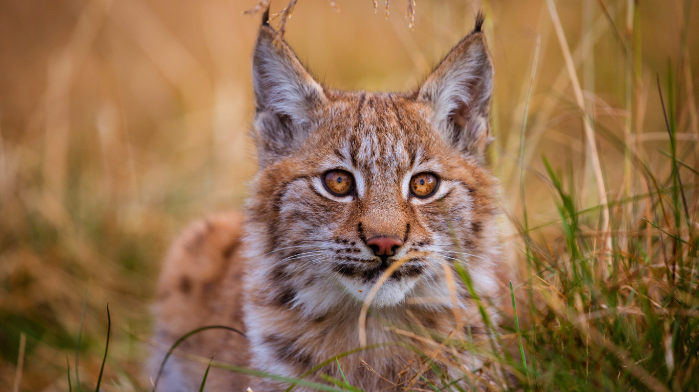 Обои кот, Дикая кошка, большая кошка, бакенбарды, живая природа в разрешении 1366x768