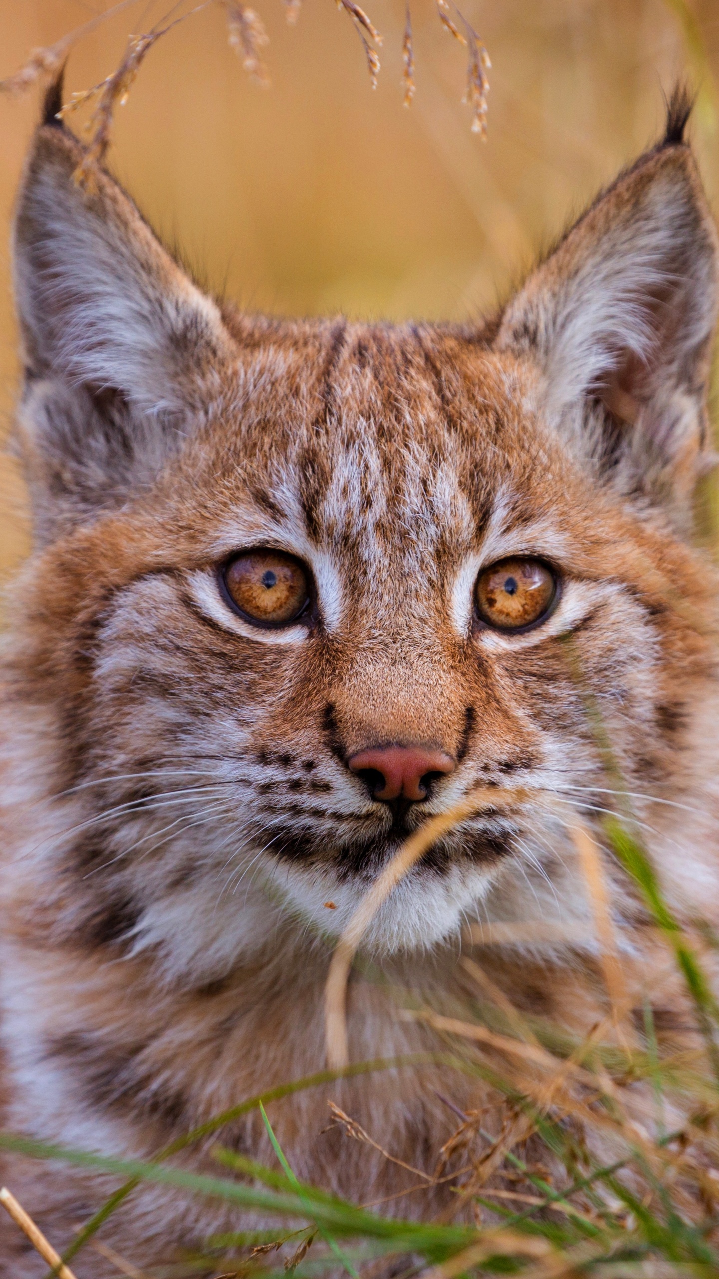 Обои кот, Дикая кошка, большая кошка, бакенбарды, живая природа в разрешении 1440x2560