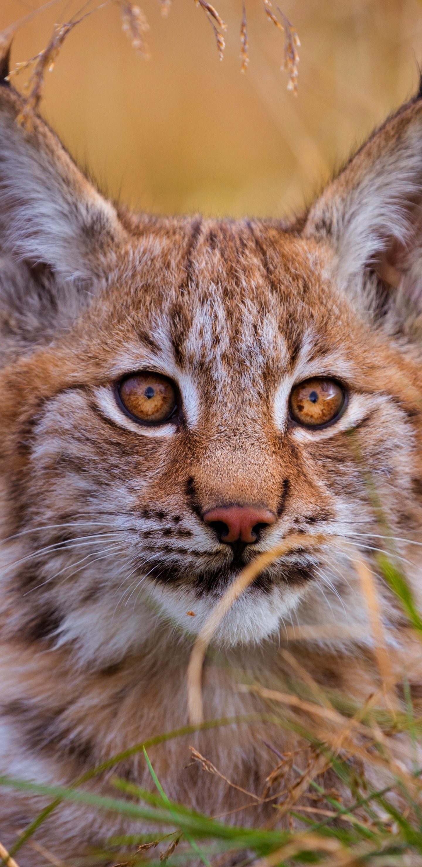 Обои кот, Дикая кошка, большая кошка, бакенбарды, живая природа в разрешении 1440x2960