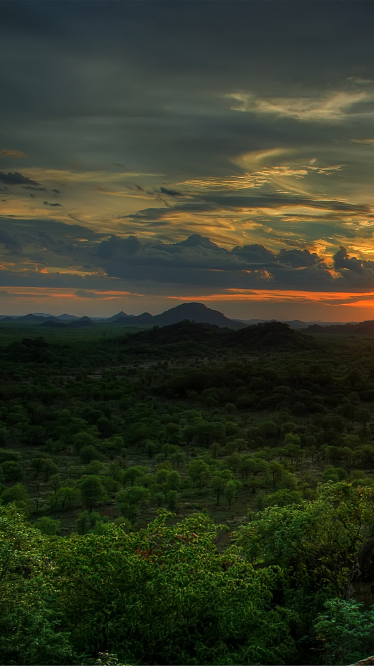 Обои природа, восход солнца, растительность, утро, закат в разрешении 750x1334