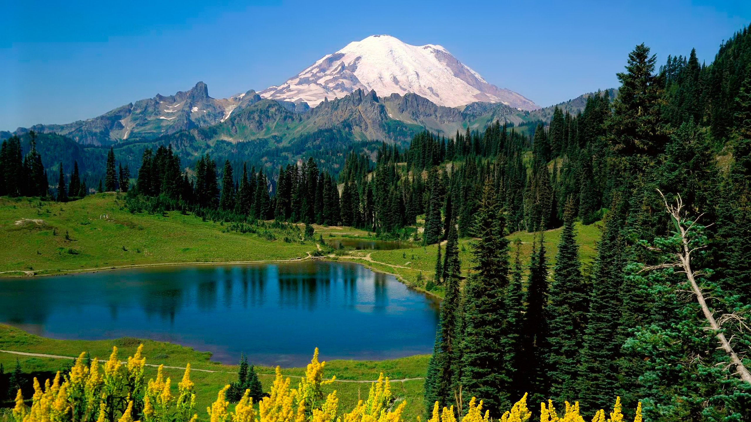 Обои Маунт рейнир, озеро tipsoo, национальный парк, парк, гора в разрешении 2560x1440