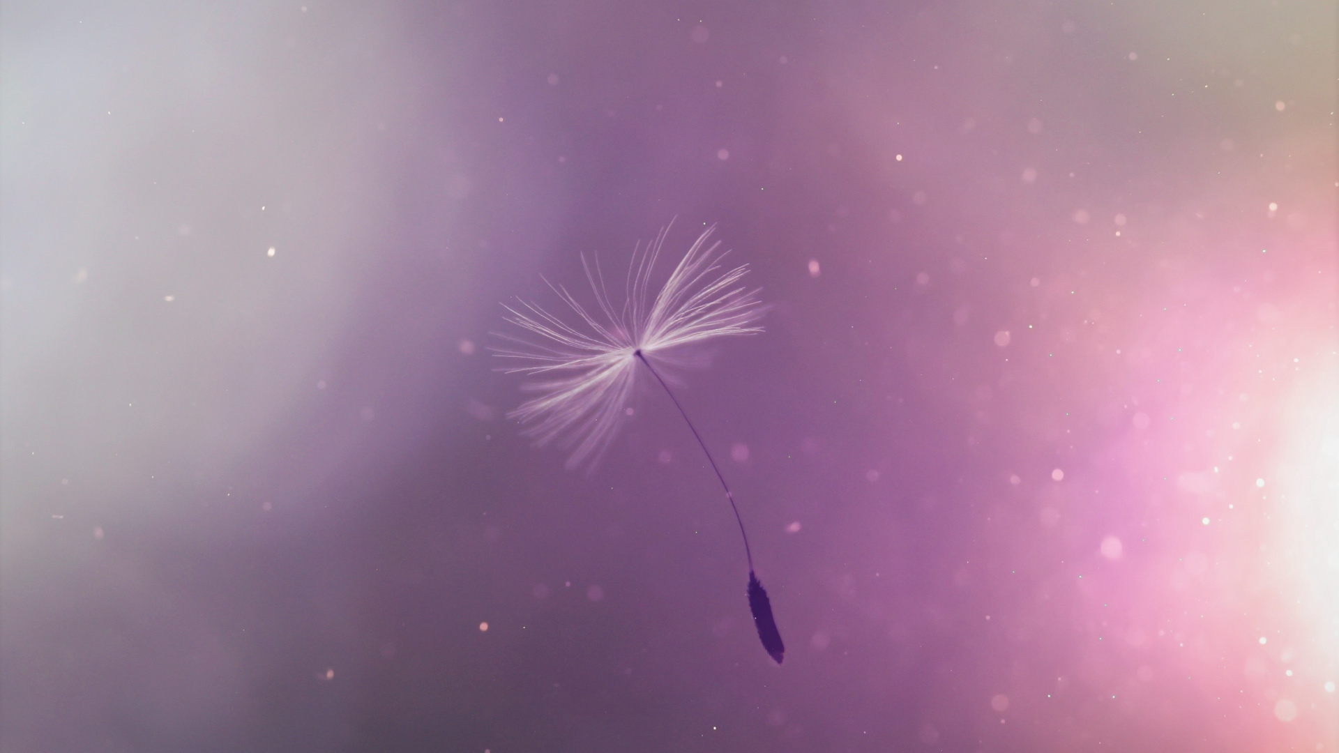 Обои пурпур, природа, Фиолетовый, розовый, вода в разрешении 1920x1080