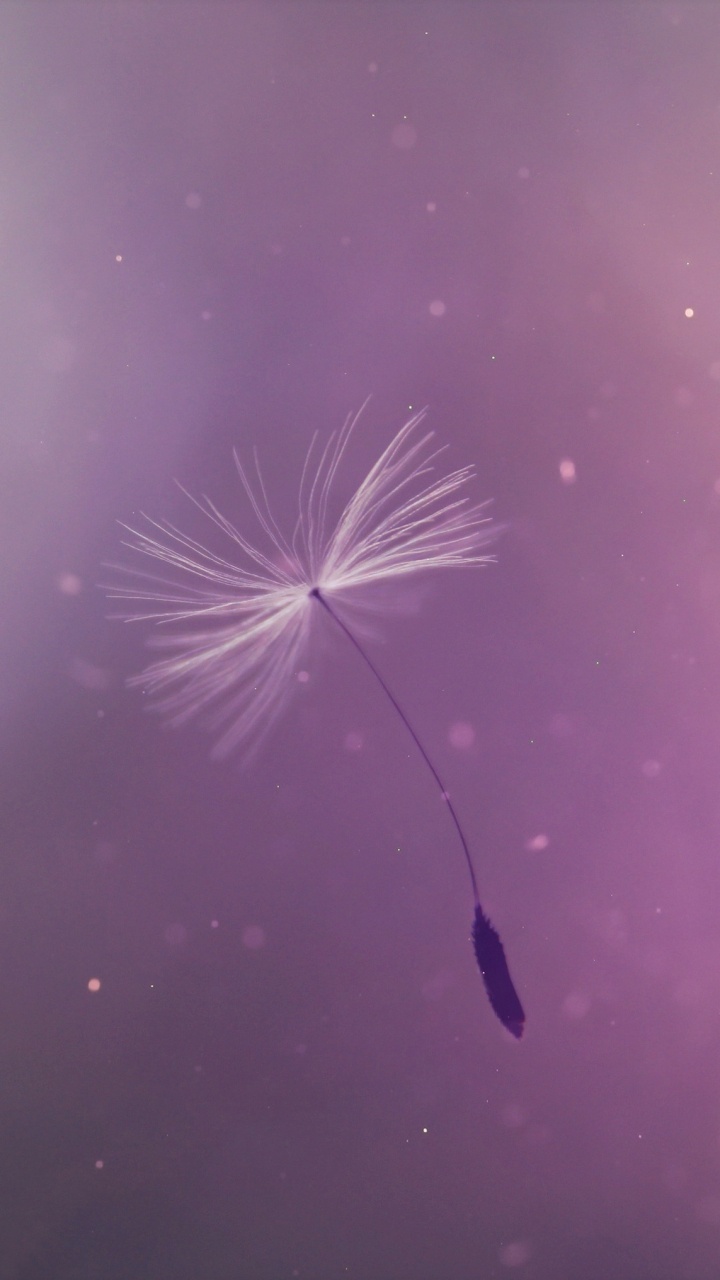 Обои пурпур, природа, Фиолетовый, розовый, вода в разрешении 720x1280