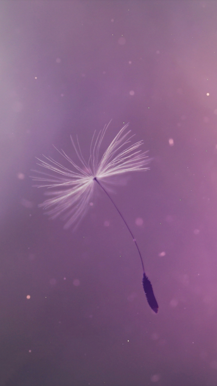 Обои пурпур, природа, Фиолетовый, розовый, вода в разрешении 750x1334