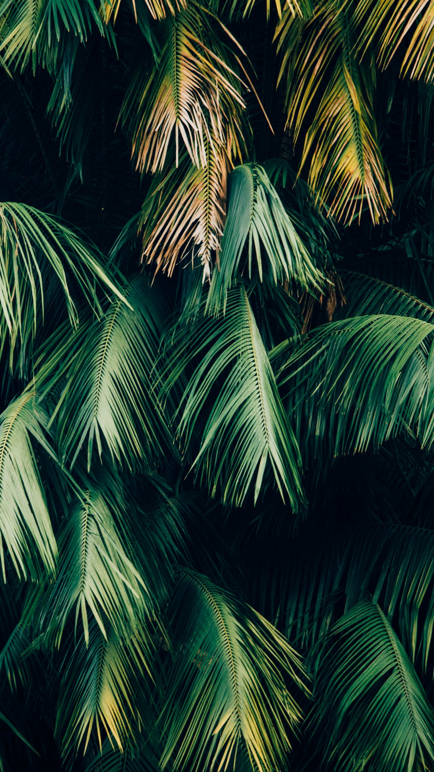 Обои джунгли минималистский, soundcloud, зеленый, лист, растение в разрешении 1440x2560