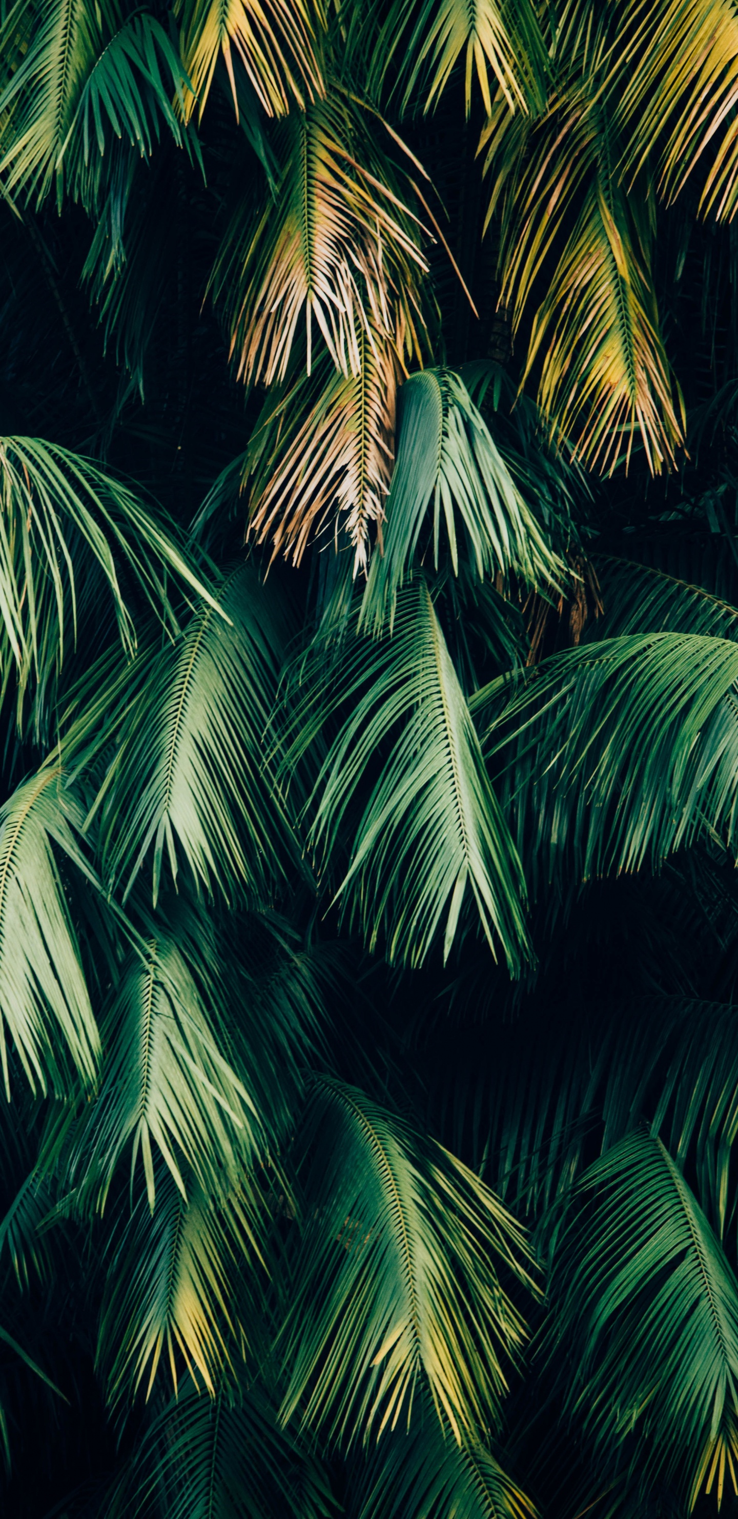 Обои джунгли минималистский, soundcloud, зеленый, лист, растение в разрешении 1440x2960