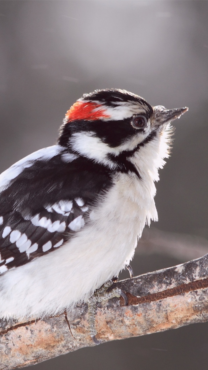 Обои птица, клюв, дятел, дятлообразных, мухоловок в разрешении 720x1280