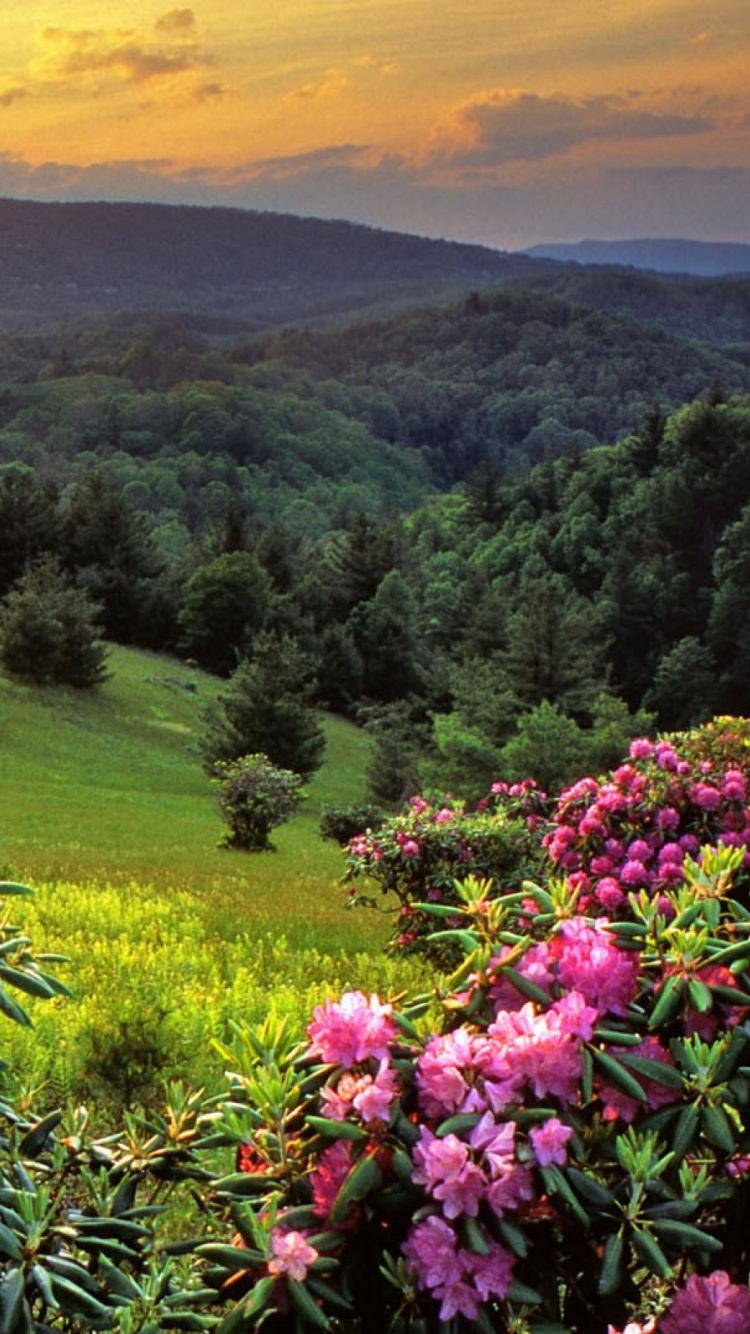 Обои театральные декорации, природа, цветок, растительность, дикая местность в разрешении 750x1334