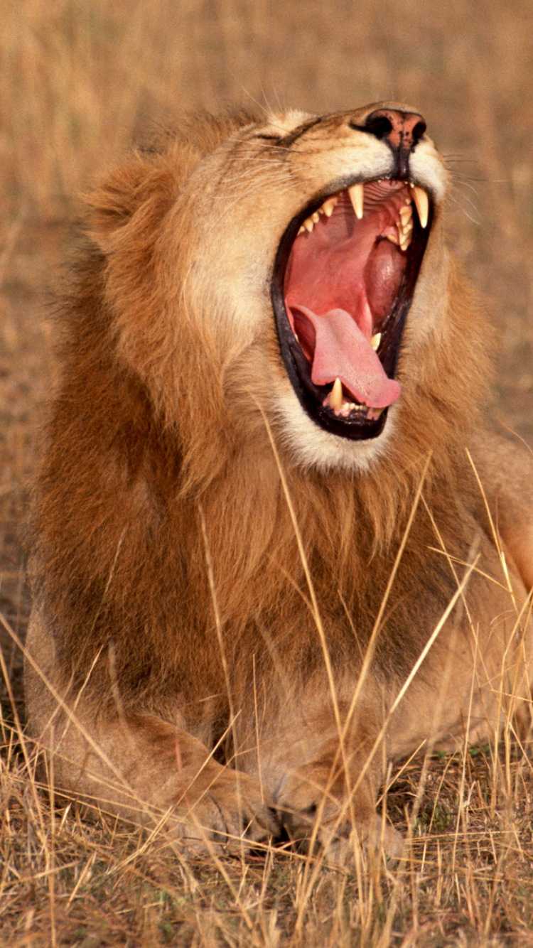 Обои Лев, рев, живая природа, масаи Лев, мимика в разрешении 750x1334