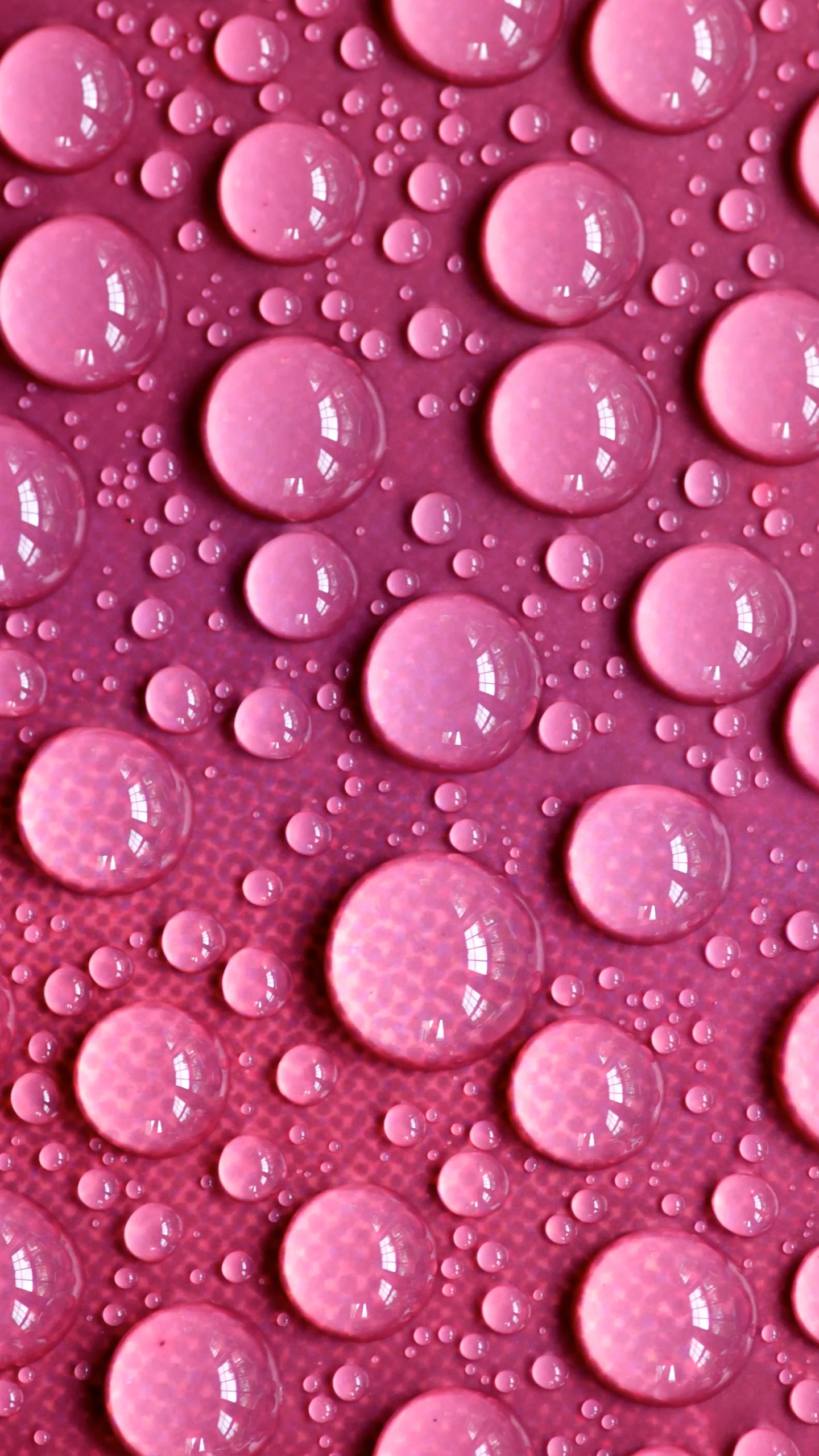 Обои пурпурный цвет, роса, влага, вода, капля воды в разрешении 1440x2560