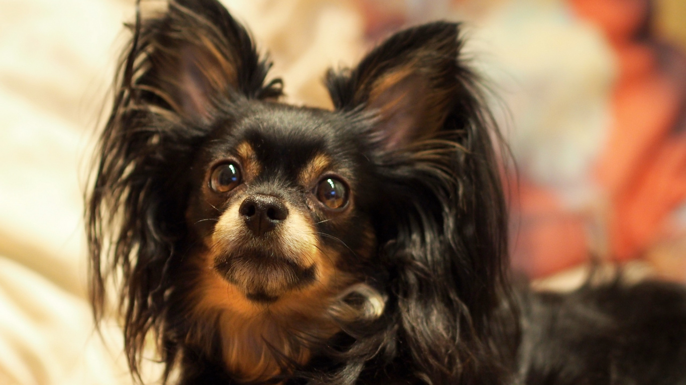 Обои Йоркширский терьер, щенок, игрушечная собака, собака породы, собака компаньон в разрешении 1366x768