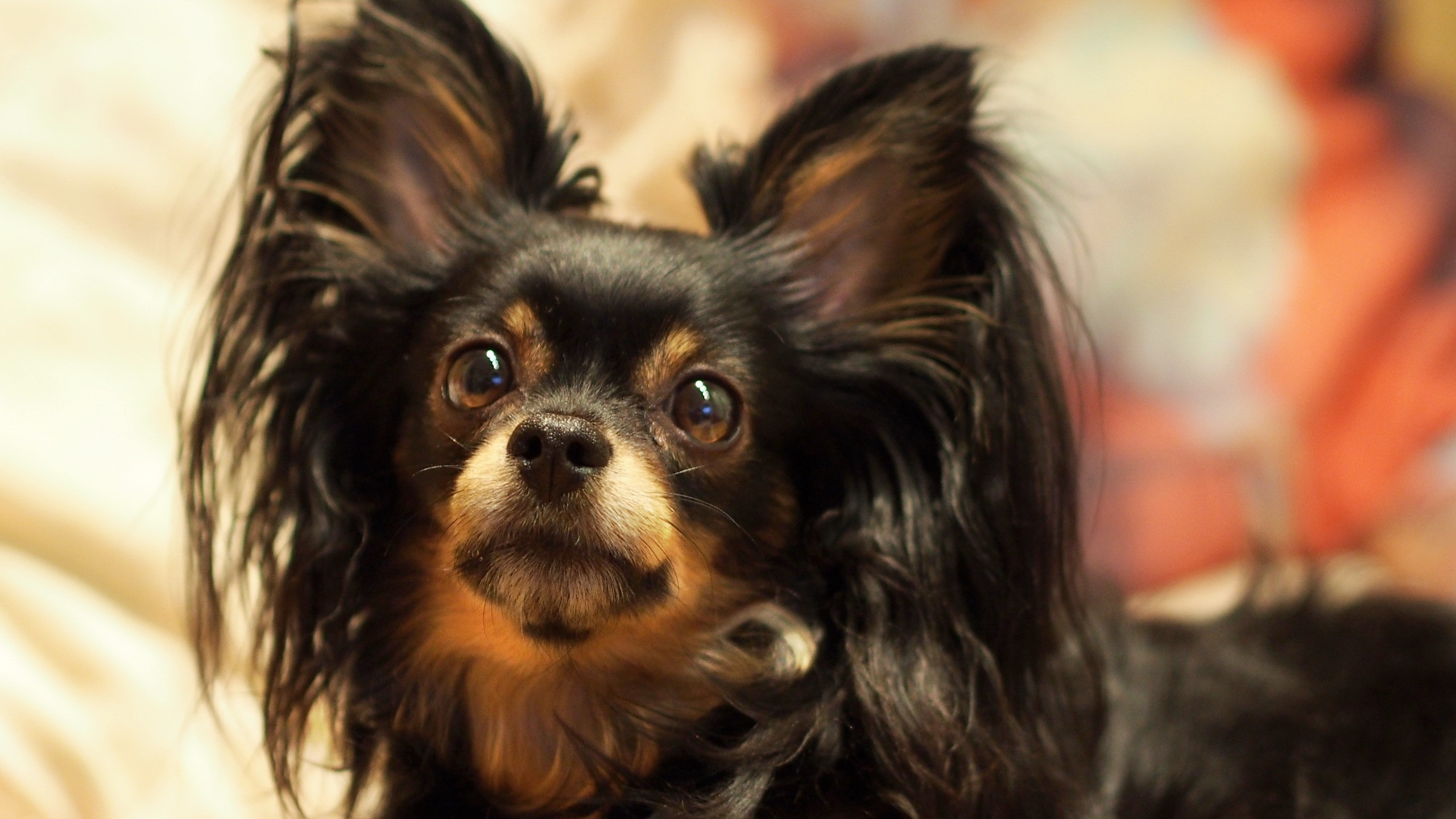 Обои Йоркширский терьер, щенок, игрушечная собака, собака породы, собака компаньон в разрешении 2560x1440