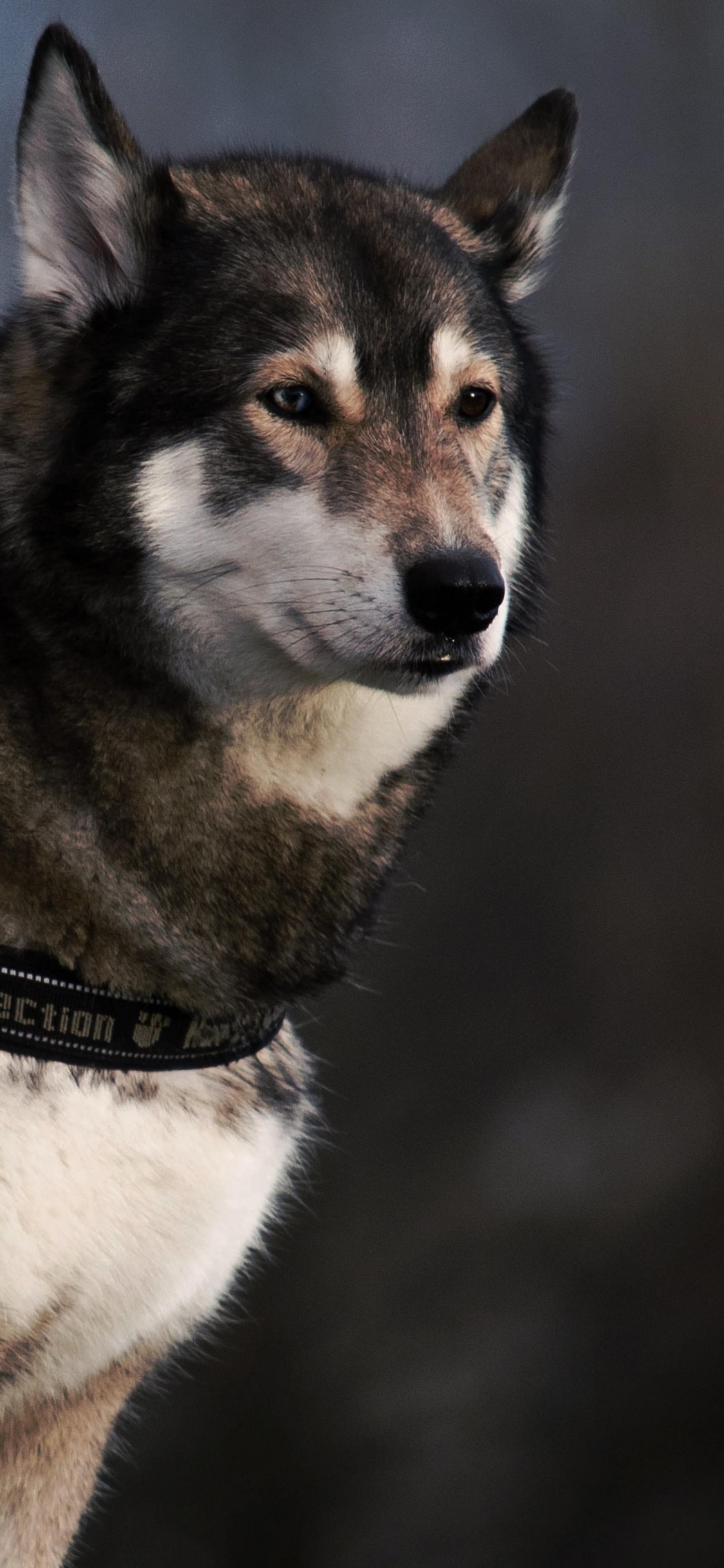 Обои собака-это единственная вещь на земле, собака породы, воротник, собачий ошейник, хаски в разрешении 1125x2436