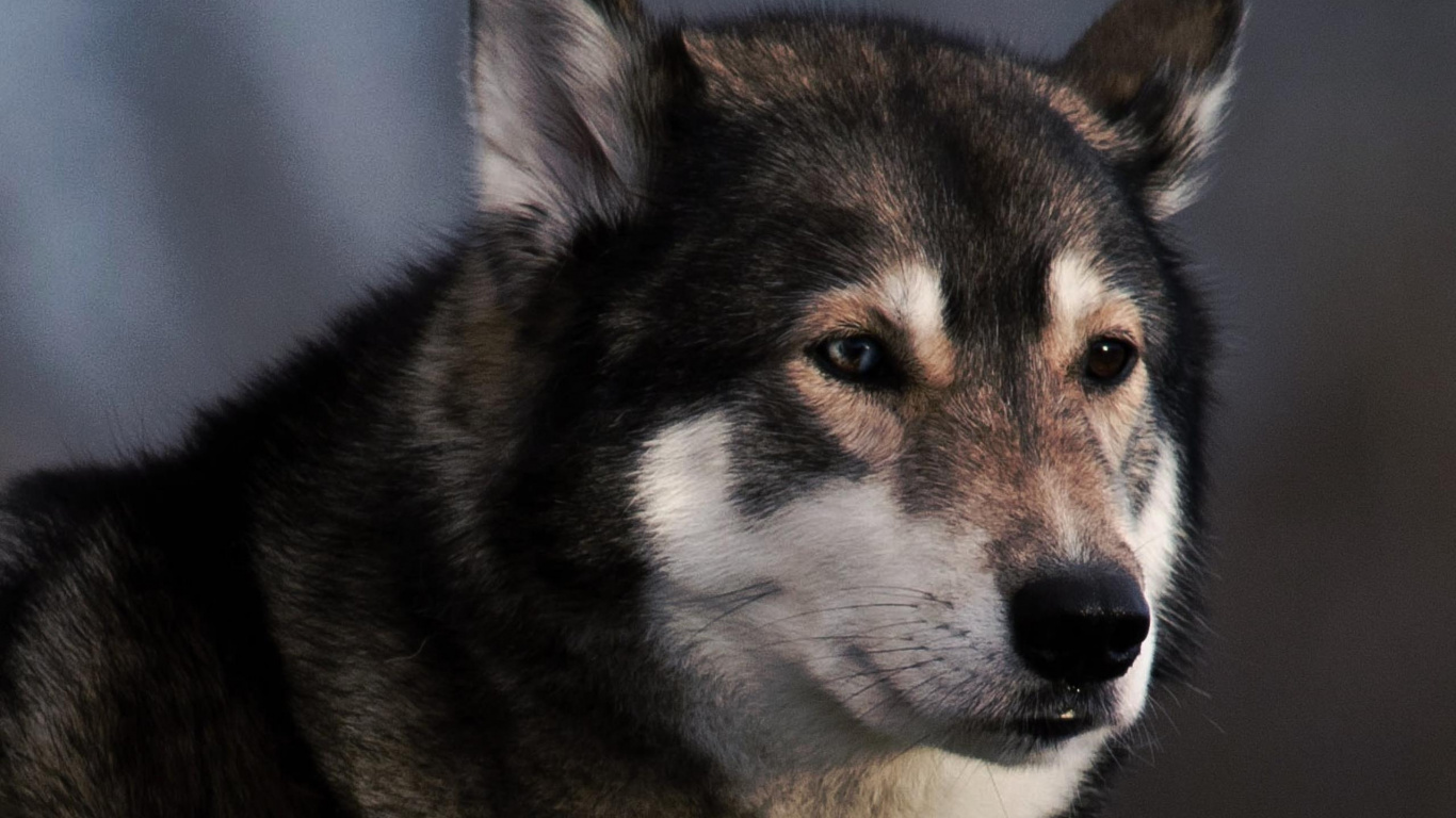 Обои собака-это единственная вещь на земле, собака породы, воротник, собачий ошейник, хаски в разрешении 1366x768
