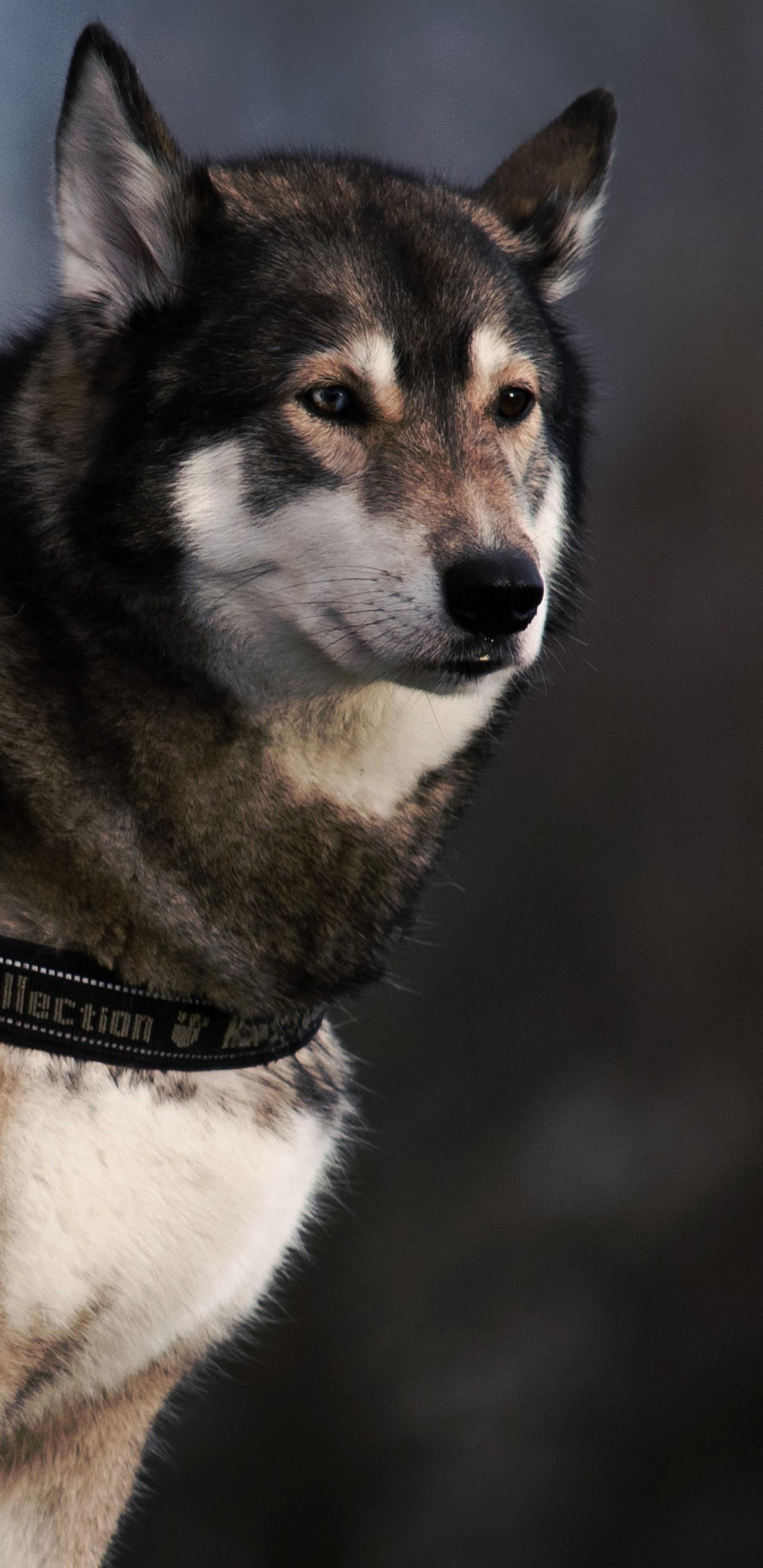 Обои собака-это единственная вещь на земле, собака породы, воротник, собачий ошейник, хаски в разрешении 1440x2960